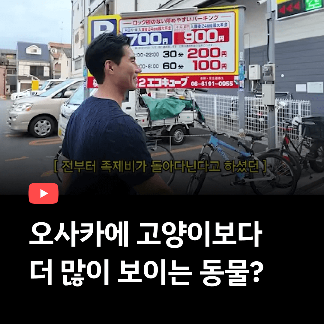 오사카에서 고양이보다 보기 쉽다는 동물